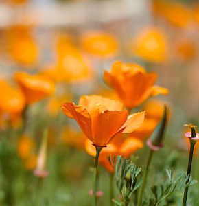 Orange flowers in a field